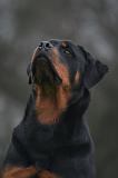 ROTTWEILER 645